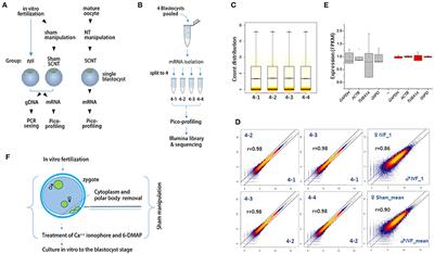 Characterization of X-Chromosome Gene Expression in Bovine Blastocysts Derived by In vitro Fertilization and Somatic Cell Nuclear Transfer